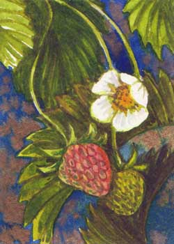 "Strawberries" by Helen Klebesadel, Madison WI - Watercolor - SOLD